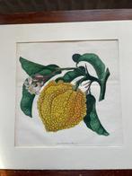 litho Citrus Gordonis (Risso) eind 18e eeuw, Antiek en Kunst, Ophalen of Verzenden