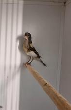 Harlekijn Kanarie Pop, Dieren en Toebehoren, Vrouwelijk, Kleurkanarie