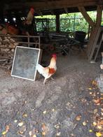 Lohmann Haan ( Groot Ras ), Dieren en Toebehoren, Pluimvee, Mannelijk, Kip