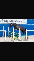Sport pony, Dieren en Toebehoren, Pony's, B, Gechipt, Ruin, Springpony