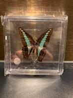 Opgezette Vlinder graphium sarpedon, Verzamelen, Ophalen of Verzenden, Nieuw, Insect, Overige typen