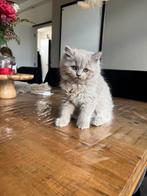 Britse korthaar NOG 1 kitten zeldzame lilac/fawn, Dieren en Toebehoren, Katten en Kittens | Raskatten | Korthaar, Meerdere dieren