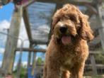 Labradoodle Multigen Doodle Labrador poedel mini medium, Dieren en Toebehoren, Rabiës (hondsdolheid), Overige rassen, 8 tot 15 weken