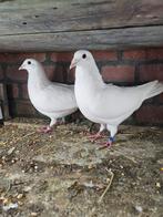 Bellen, Dieren en Toebehoren, Vogels | Duiven, Meerdere dieren, Overige soorten