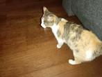 Vermist sinds 9 juni in Meerkerk Snoetje gechipt en gester, Dieren en Toebehoren, Vermiste en Gevonden Dieren, Kat