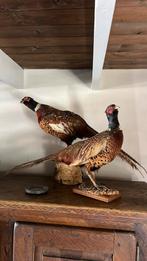Opgezette fazanten, Verzamelen, Dierenverzamelingen, Ophalen of Verzenden, Vogel, Opgezet dier