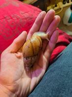 Lissachatina fulica jadatzi, Dieren en Toebehoren, Januari, Meerdere dieren