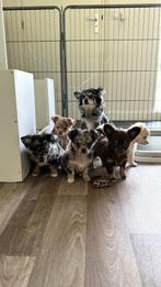 🎀DE MOOISTE MERLE CHIHUAHUA TEEFJES!🎀, Dieren en Toebehoren, Honden | Chihuahua's en Gezelschapshonden, CDV (hondenziekte), 8 tot 15 weken