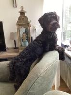 Mini labradoodle, 6,5 maand oud, Dieren en Toebehoren, Honden | Chihuahua's en Gezelschapshonden, Poedel, Rabiës (hondsdolheid)