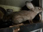 Duitse vlaamse reus, Dieren en Toebehoren, Konijnen, Meerdere dieren, Groot