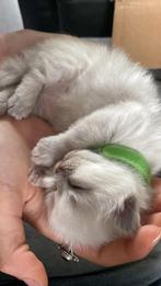 Siamees seal point/Ragdoll blue lynx kittens, Dieren en Toebehoren, Katten en Kittens | Overige Katten, Meerdere dieren, Langharig
