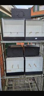 Tentoonstellingskooien, Ophalen, Zo goed als nieuw, Hout, Vogelkooi