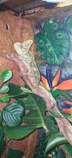 Jemen kameleon met hoog terrarium, Eén persoon