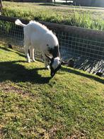 Super lieve dwergbok!, Dieren en Toebehoren, Schapen, Geiten en Varkens, Mannelijk, Geit