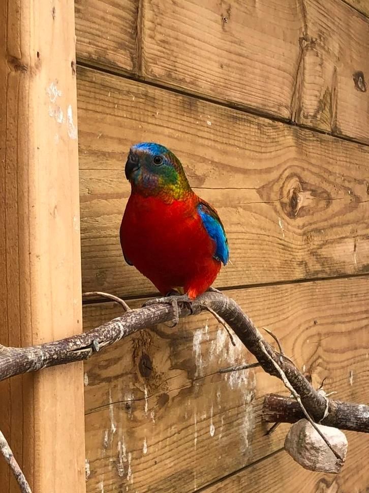 Turquoisine Roodbuik Opaline groene man uit 2021, Dieren en Toebehoren, Vogels | Parkieten en Papegaaien, Parkiet, Mannelijk, Geringd