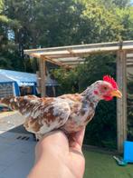Bont gespikkeld serama haantje, Dieren en Toebehoren, Pluimvee, Mannelijk, Kip