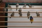 Boliviaanse bergkardinaal, Meerdere dieren, Tropenvogel, Geringd