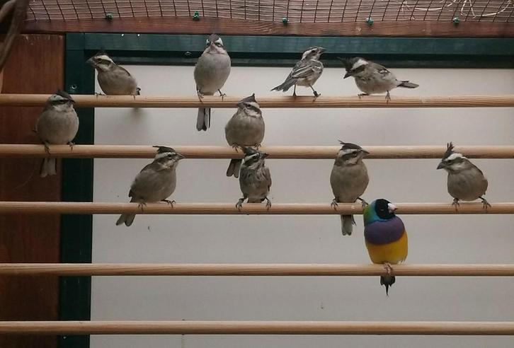 Boliviaanse bergkardinaal, Dieren en Toebehoren, Vogels | Overige Vogels, Tropenvogel, Meerdere dieren, Geringd