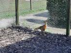 Jonge goudfazanten mannen, Dieren en Toebehoren, Mannelijk, Kip