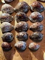 15 Kauri tiger of Cypraea- tigris schelpen, Ophalen of Verzenden, Schelp(en)