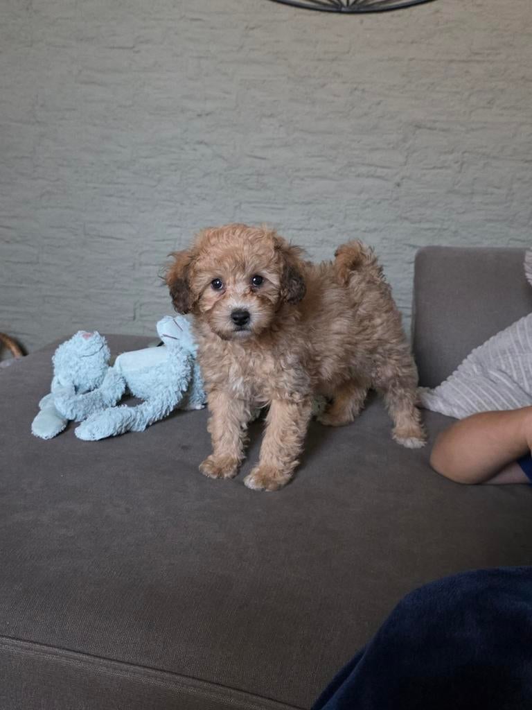 nog 1 reutje beschikbaar, Dieren en Toebehoren, 8 tot 15 weken, Eén hond, Nederland, Particulier