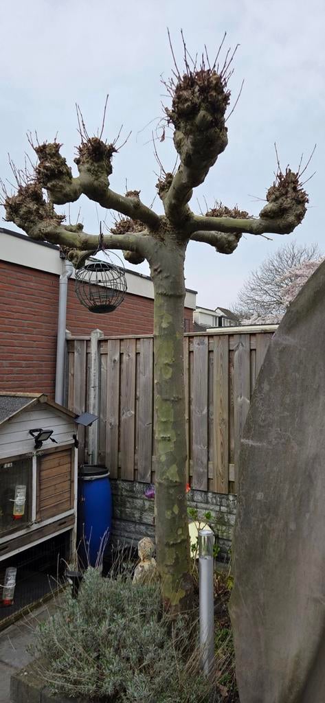2x plantaan, Ophalen, Volle zon, Overige soorten, Minder dan 100 cm