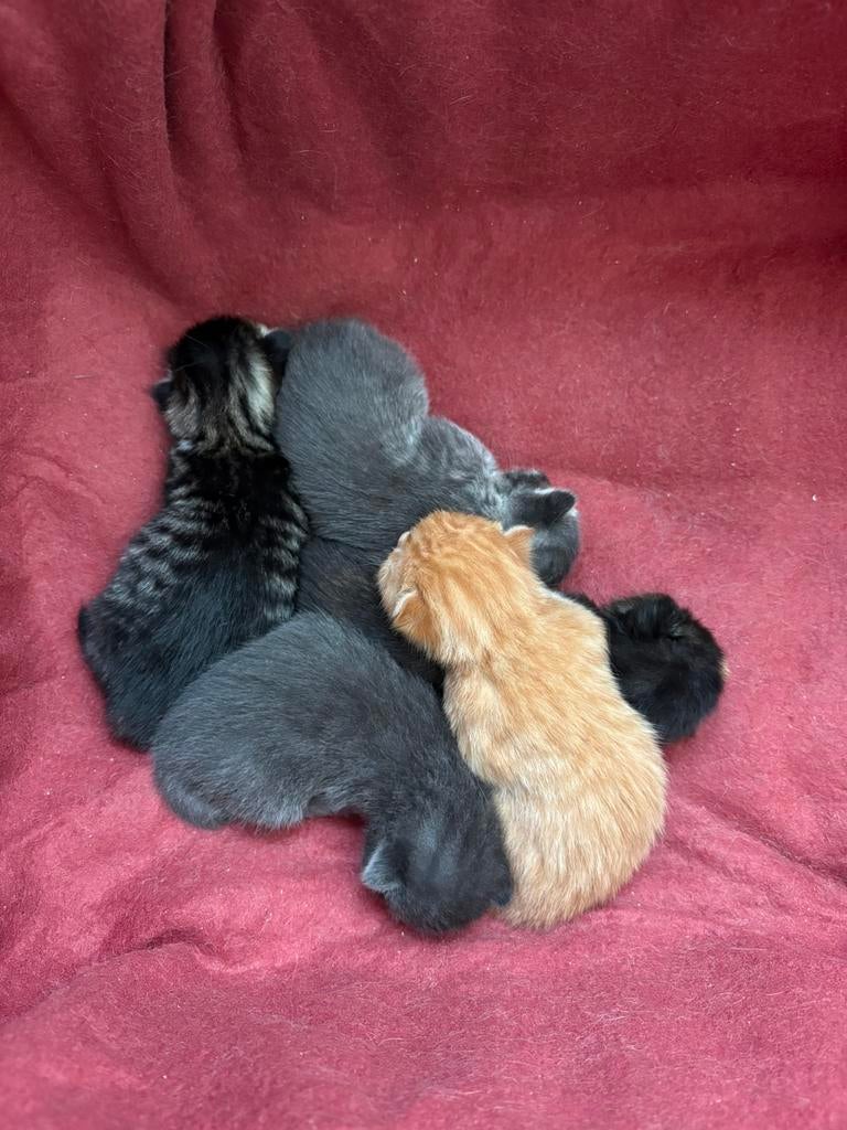 Prachtige kittens te koop (alles gereseveerd), Dieren en Toebehoren, Meerdere dieren, 0 tot 2 jaar