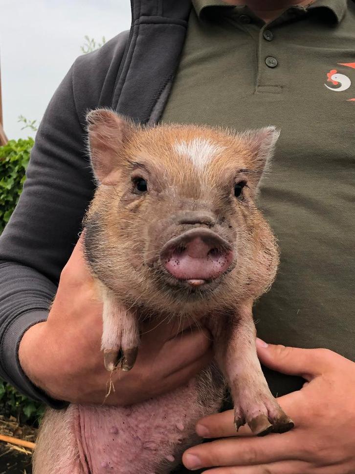 Minivarkens | Jonge biggen in verschillende kleuren, Dieren en Toebehoren, Schapen, Geiten en Varkens, Varken, Meerdere dieren