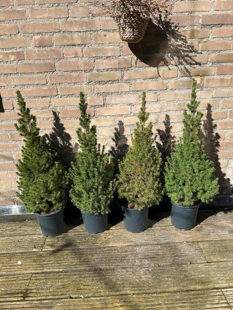 Kleine spar boompjes 4 stuks, Ophalen, Vaste plant, Overige soorten, Halfschaduw