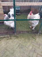 Broedeieren grote brahma, Dieren en Toebehoren, Pluimvee, Geslacht onbekend, Kip