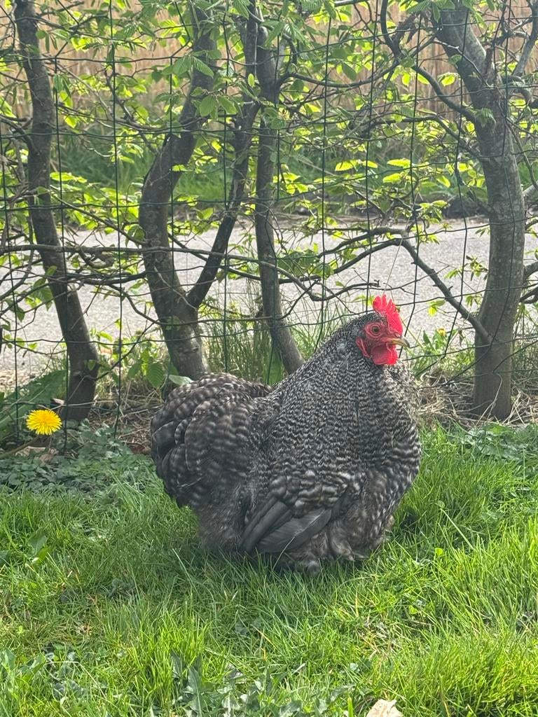 Kriel cochin haantje grijs, mooie tekening!, Mannelijk, Kip