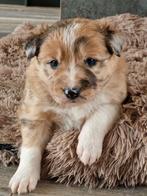 Nog 1 Mooie border collie pup, 8 tot 15 weken, Collie, Meerdere, Meerdere dieren