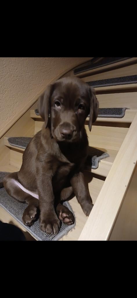 Labrador, Dieren en Toebehoren, Honden | Retrievers, Spaniëls en Waterhonden, 15 weken tot 1 jaar, Reu, CDV (hondenziekte), Labrador retriever