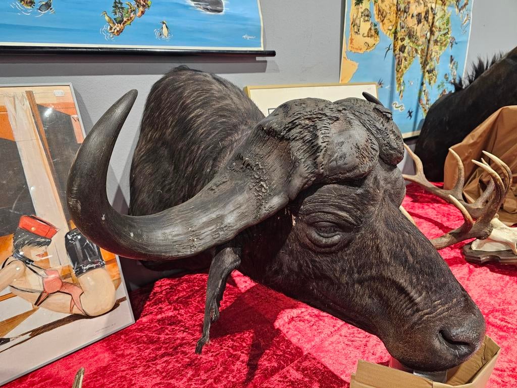 Kaffer buffel kop, Verzamelen, Dierenverzamelingen, Ophalen of Verzenden