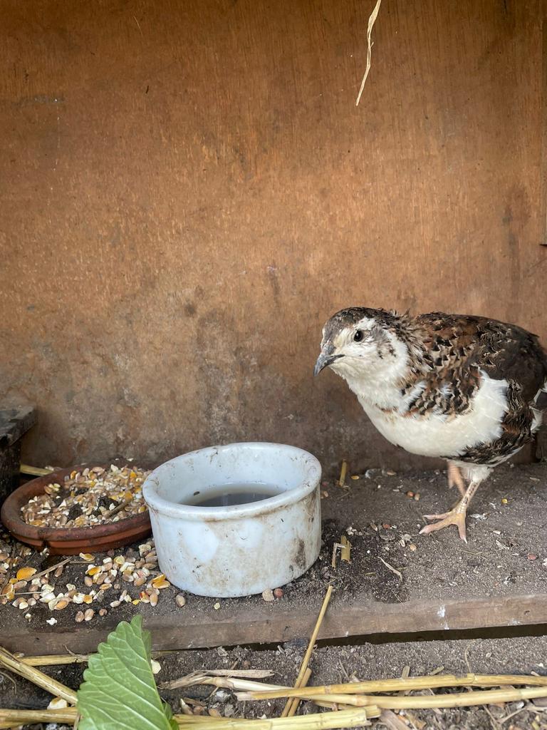 Kwartel haan 2025, Dieren en Toebehoren, Mannelijk, Overige soorten