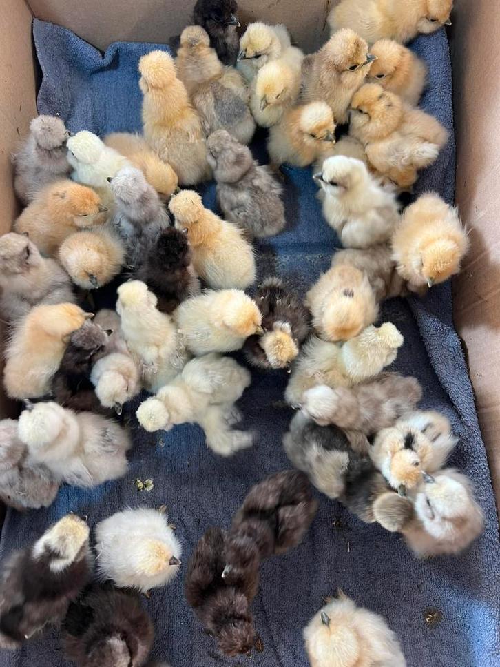 eendagskuikens Usa zijdehoen hen geent 27 maart broedse hen, Dieren en Toebehoren, Pluimvee, Kip, Vrouwelijk