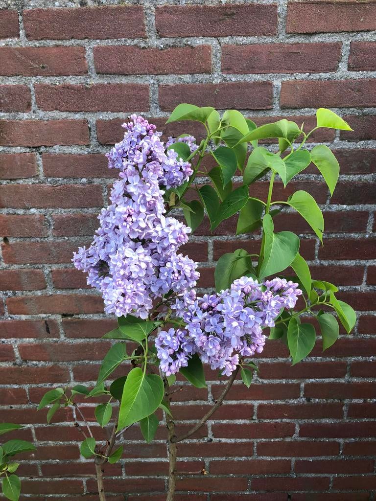 Mooie volle Seringen, Vaste plant, Halfschaduw, Zomer, Ophalen
