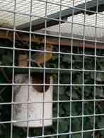 Dama lijster pop, Vrouwelijk