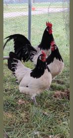 Broedeieren lakenvelder, Dieren en Toebehoren, Pluimvee, Geslacht onbekend, Kip