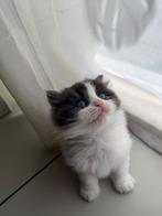 Het is een vrouwelijke kitten van 2 maanden oud, Dieren en Toebehoren, Poes, 0 tot 2 jaar