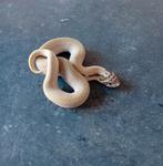 Heterodon nasicus haakneusjes NK 25, Dieren en Toebehoren, Slang, Tam, 0 tot 2 jaar