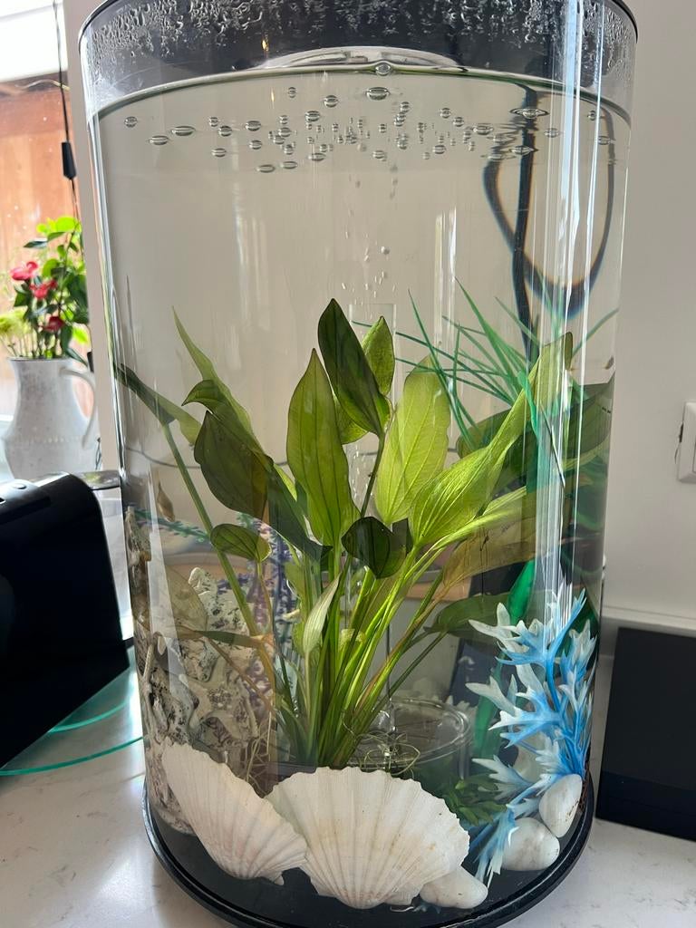 Aquarium, Dieren en Toebehoren, Ophalen, Inclusief planten, Gebruikt, Leeg aquarium