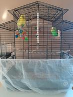 parkiet, Meerdere dieren, Parkiet, Tam