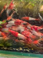 Red Rili Neocaridina Garnalen, Dieren en Toebehoren, Kreeft, Krab of Garnaal, Zoetwatervis, Schoolvis