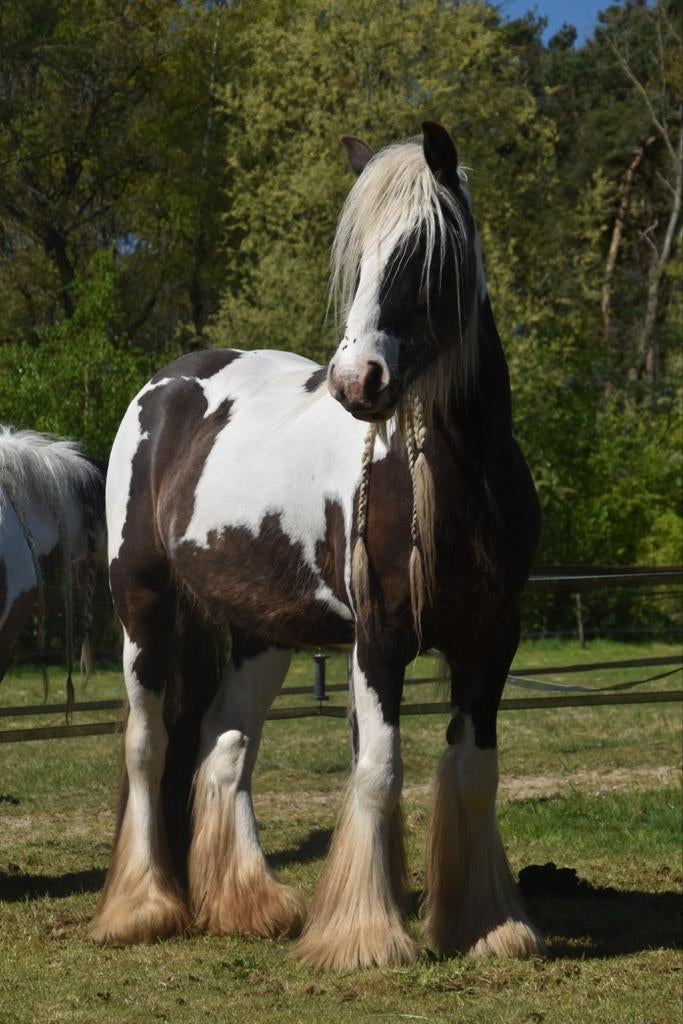 Mega knappe grote silver d'apple bonte tinker merrie, Dieren en Toebehoren, Paarden, Merrie, Minder dan 160 cm, Met stamboom, Zadelmak