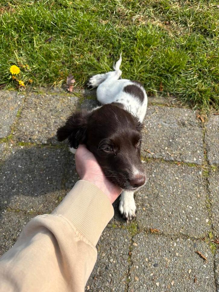 Engelse springer spaniel puppy, Dieren en Toebehoren, Honden | Niet-rashonden, Teef, Particulier, Eén hond, Nederland, 8 tot 15 weken