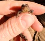 2 mooie Rouwgekko dames (Lepidodactylus Lugubris), Hagedis, 0 tot 2 jaar