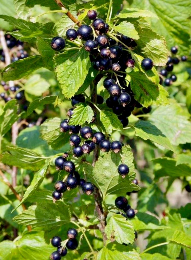 CASSISBES ZWARTE BES uit Biologische moestuin vaste plant, Tuin en Terras, Ophalen, Vaste plant, Halfschaduw, Fruitplanten