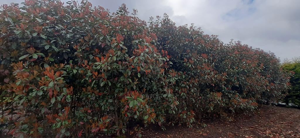 mooie Photinia Red Robin 250/300cm in grote pot, Overige soorten, Lente, 250 tot 400 cm, Ophalen