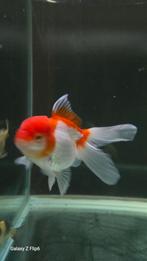 Te koop mooie Oranda, Dieren en Toebehoren, Vis, Zoetwatervis